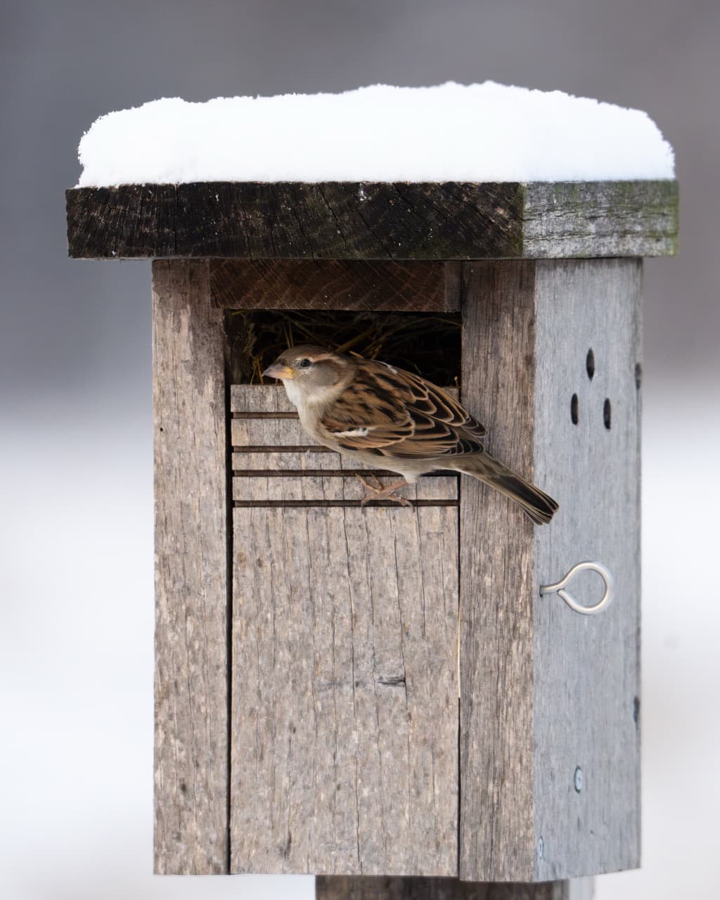 My Journey into Bird Photography blog post