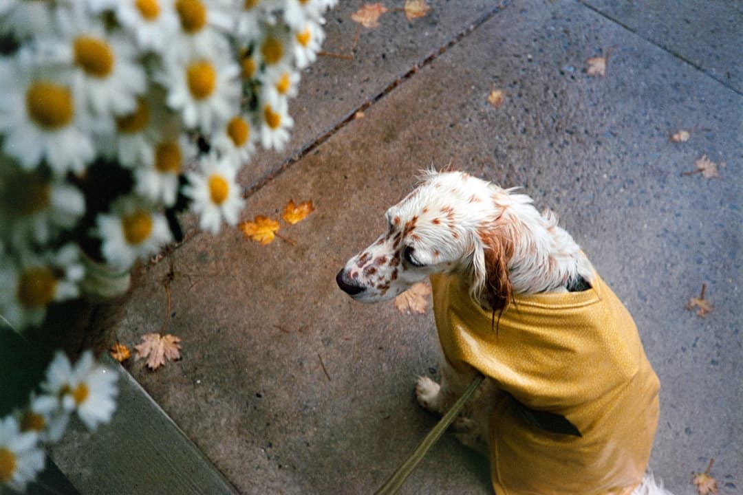 Overhead view of person in yellow dress with white daisies on ground