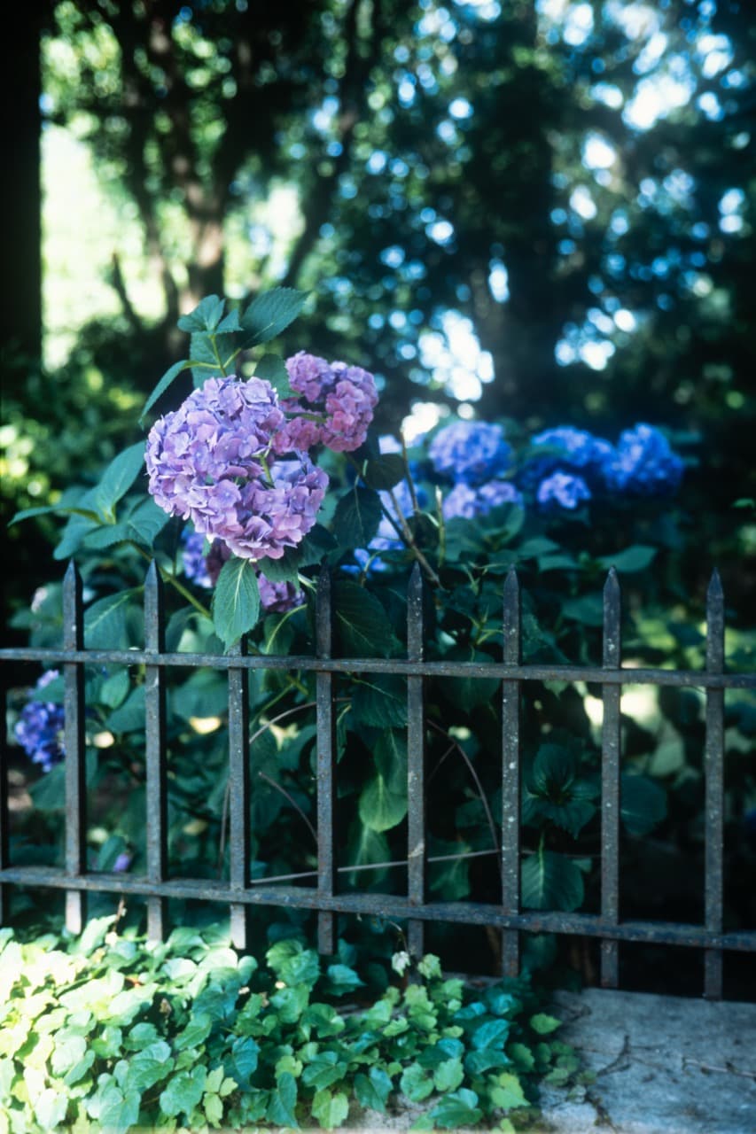 Purple and blue hydrangea flowers in a garden setting, vintage floral scene