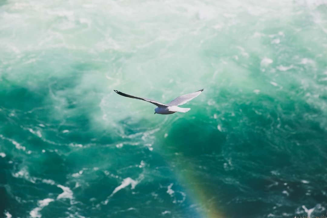 Seagull flying over turquoise water with a rainbow, ocean bird photography