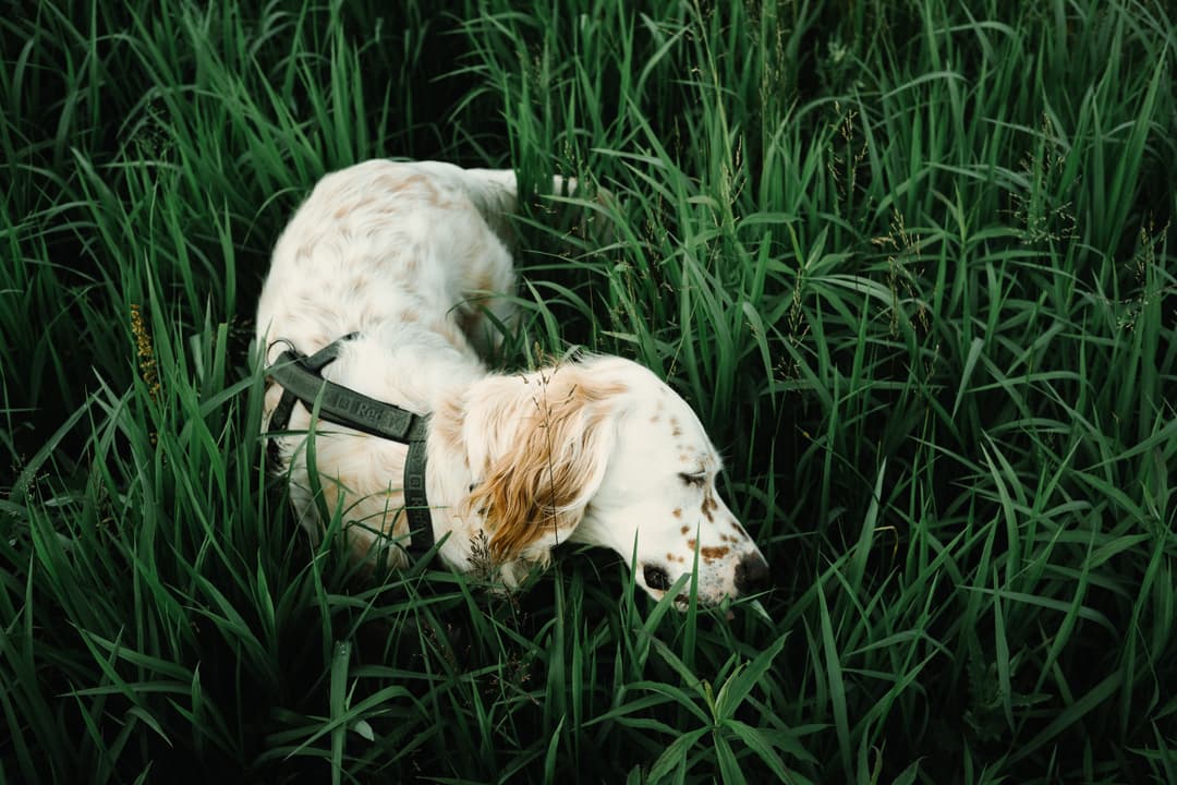 White dog lying in tall green grass, relaxing dog in nature