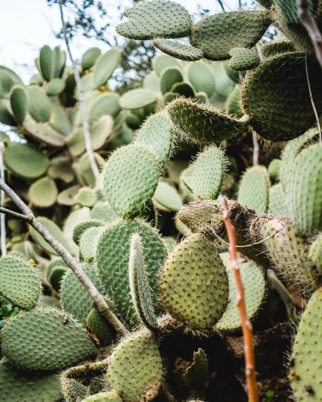 Close-up of prickly pear cactus pads, desert plant photography