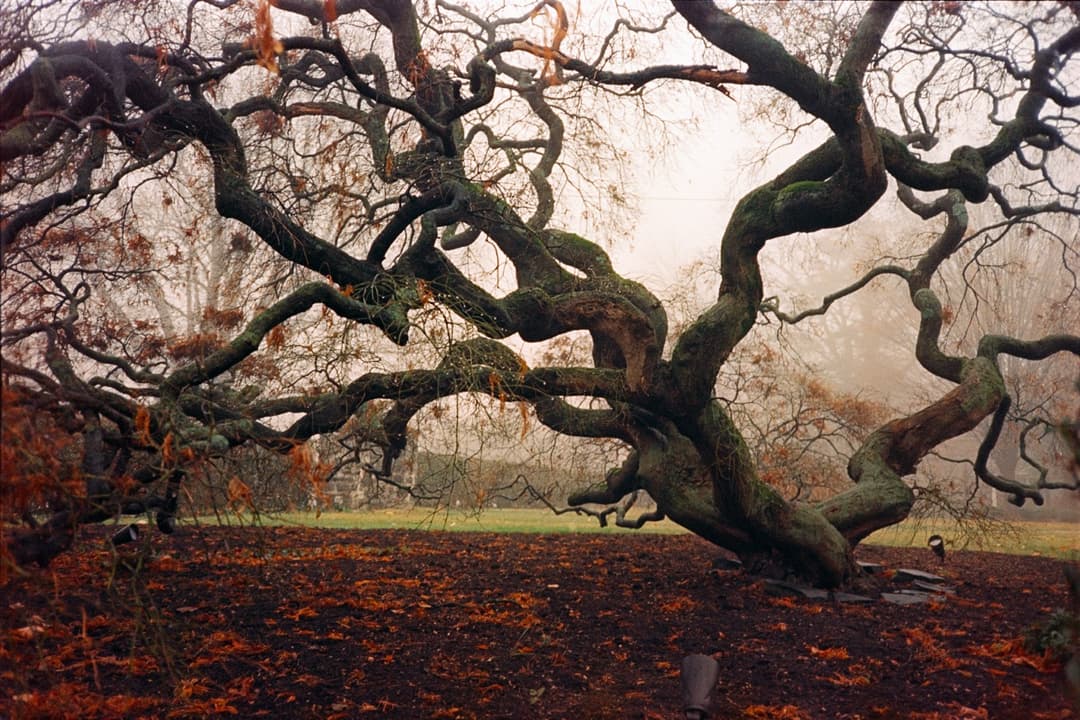 Gnarled tree branches with autumn leaves, spooky tree in fog