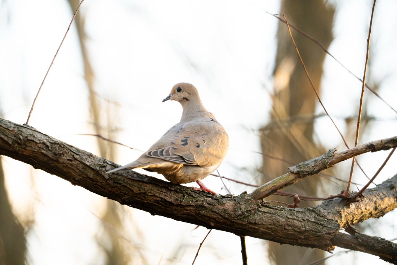 Mourning Dove perched on a winter branch in soft morning light