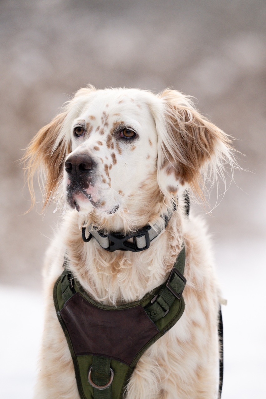 English Setter in winter portrait