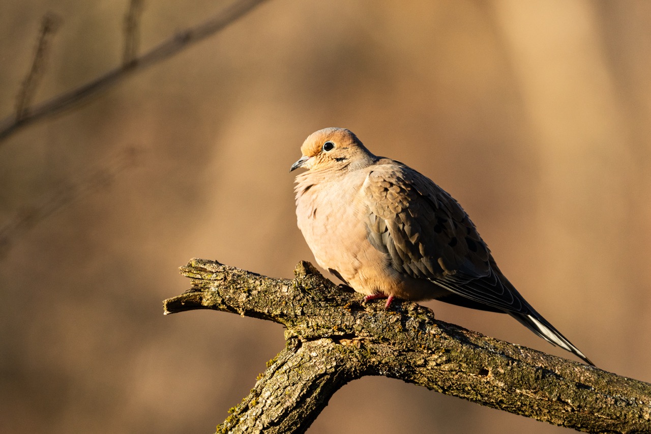 Mourning Dove in warm afternoon light