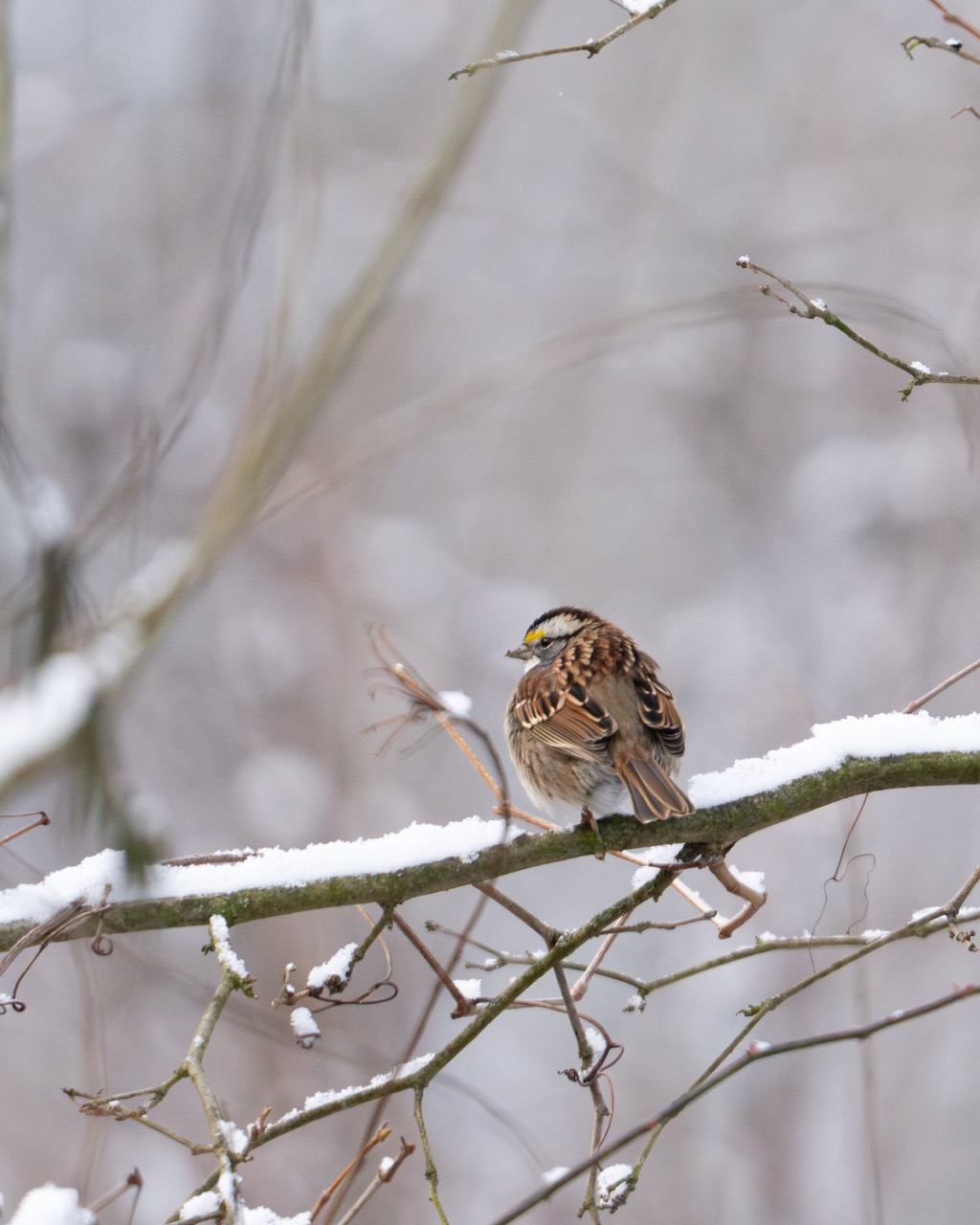 White-throated Sparrow on snowy branch