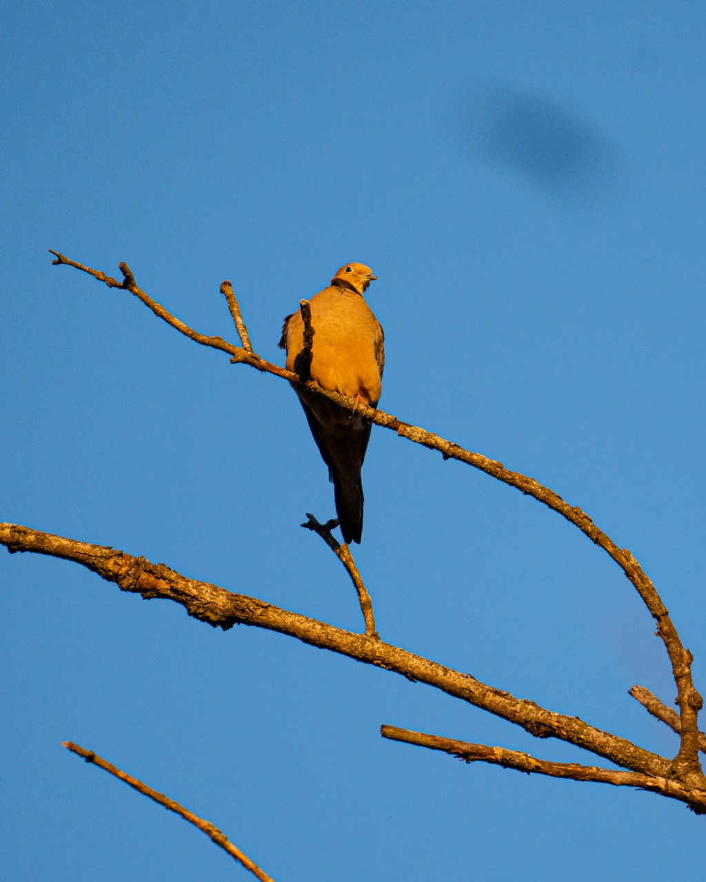 Cooper's Hawk perched high in tree against blue sky