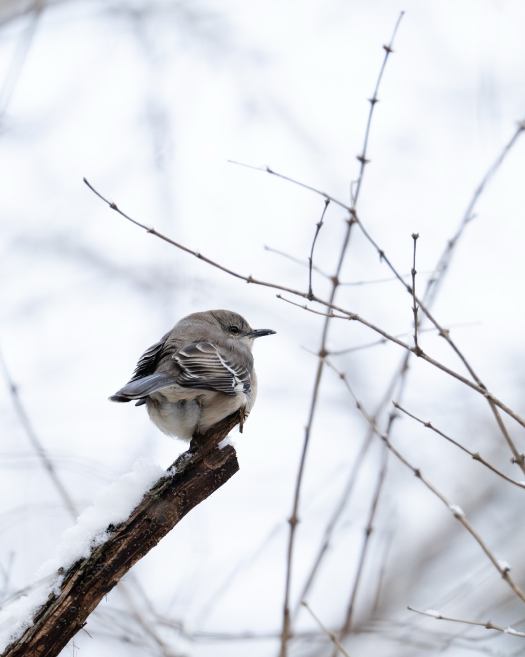 Northern Mockingbird on winter branch