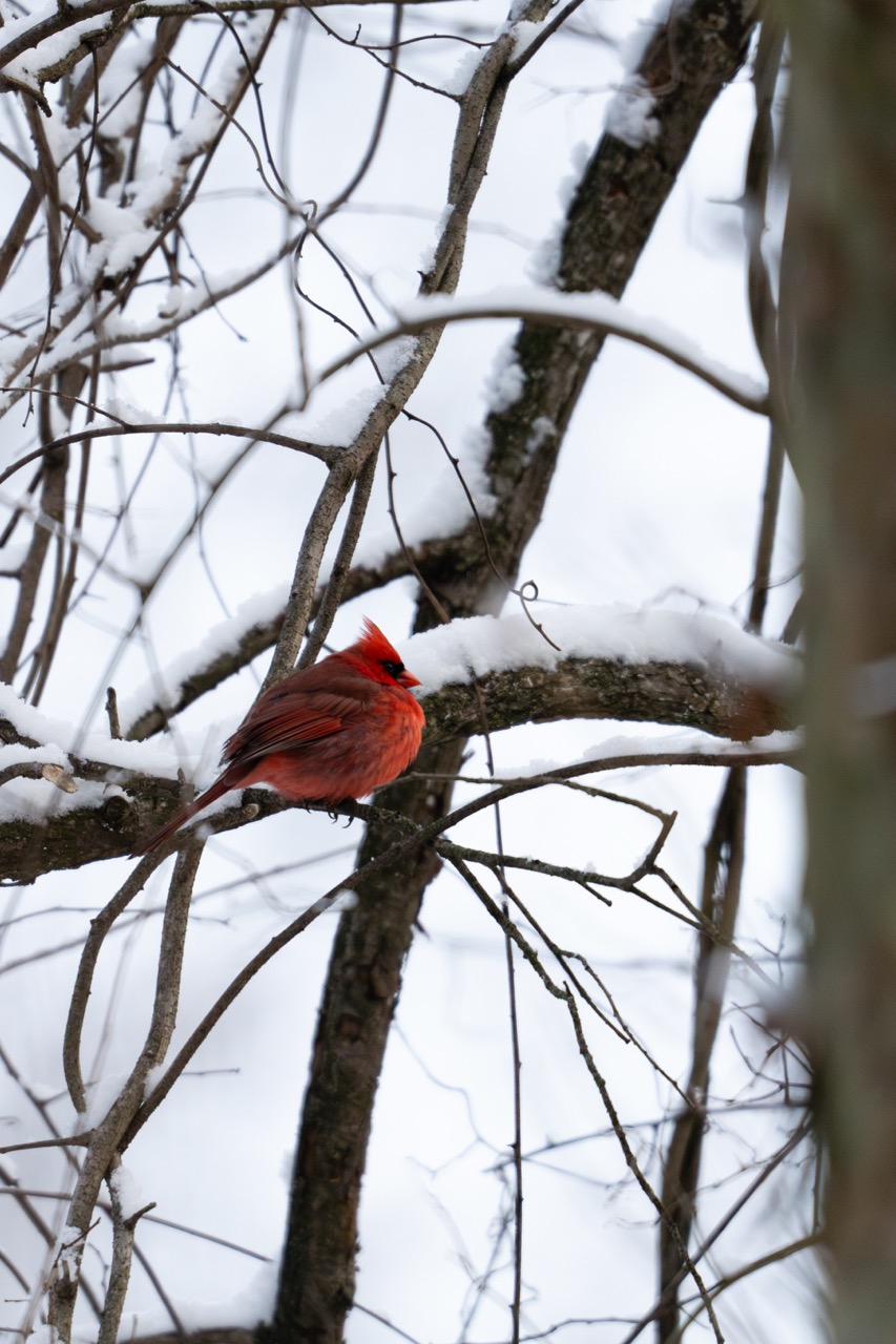 Northern Cardinal male on a snow-covered branch