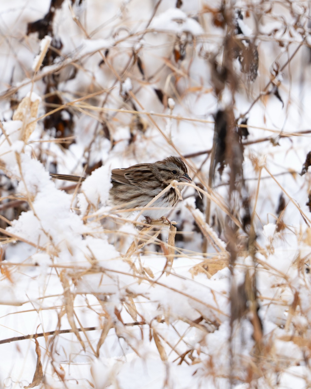 White-throated Sparrow among winter branches