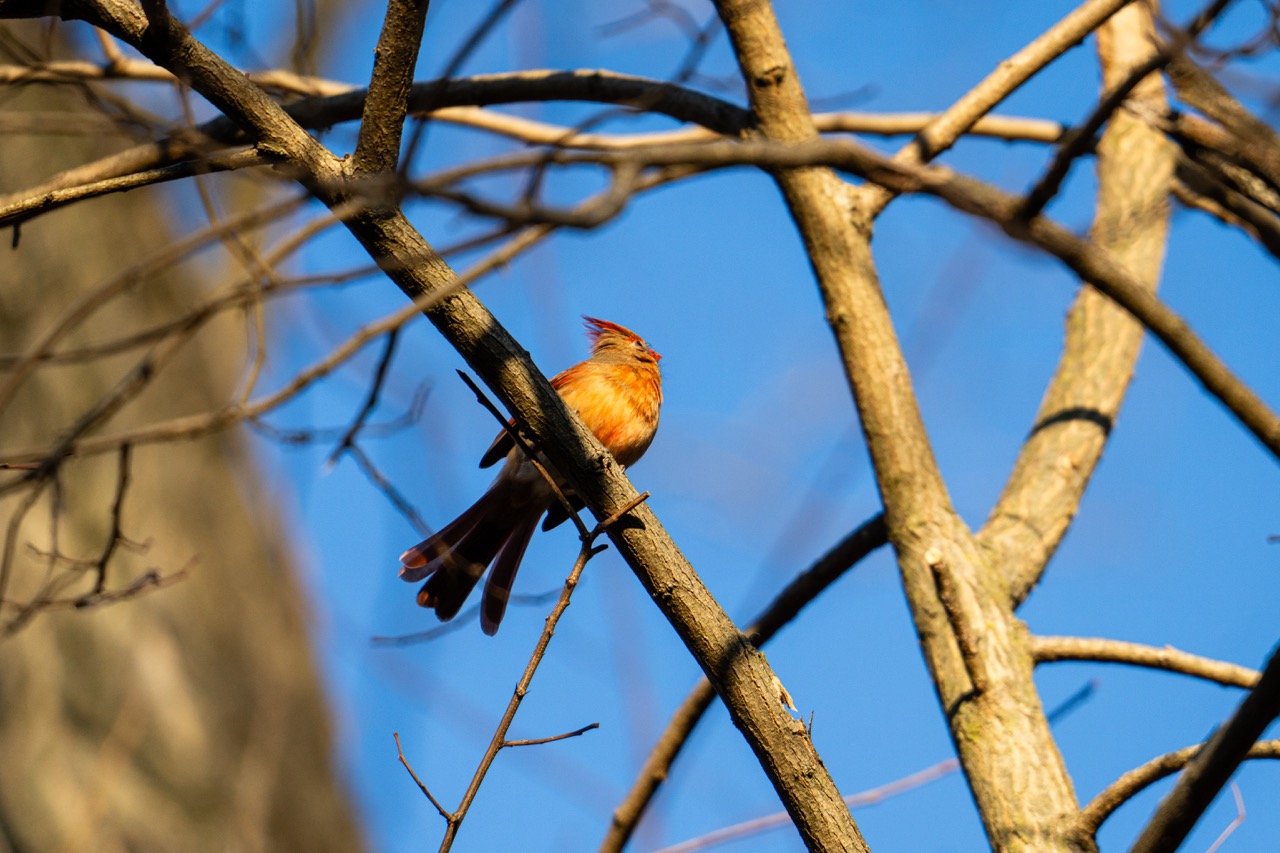 American Robin perched on bare branch against blue sky