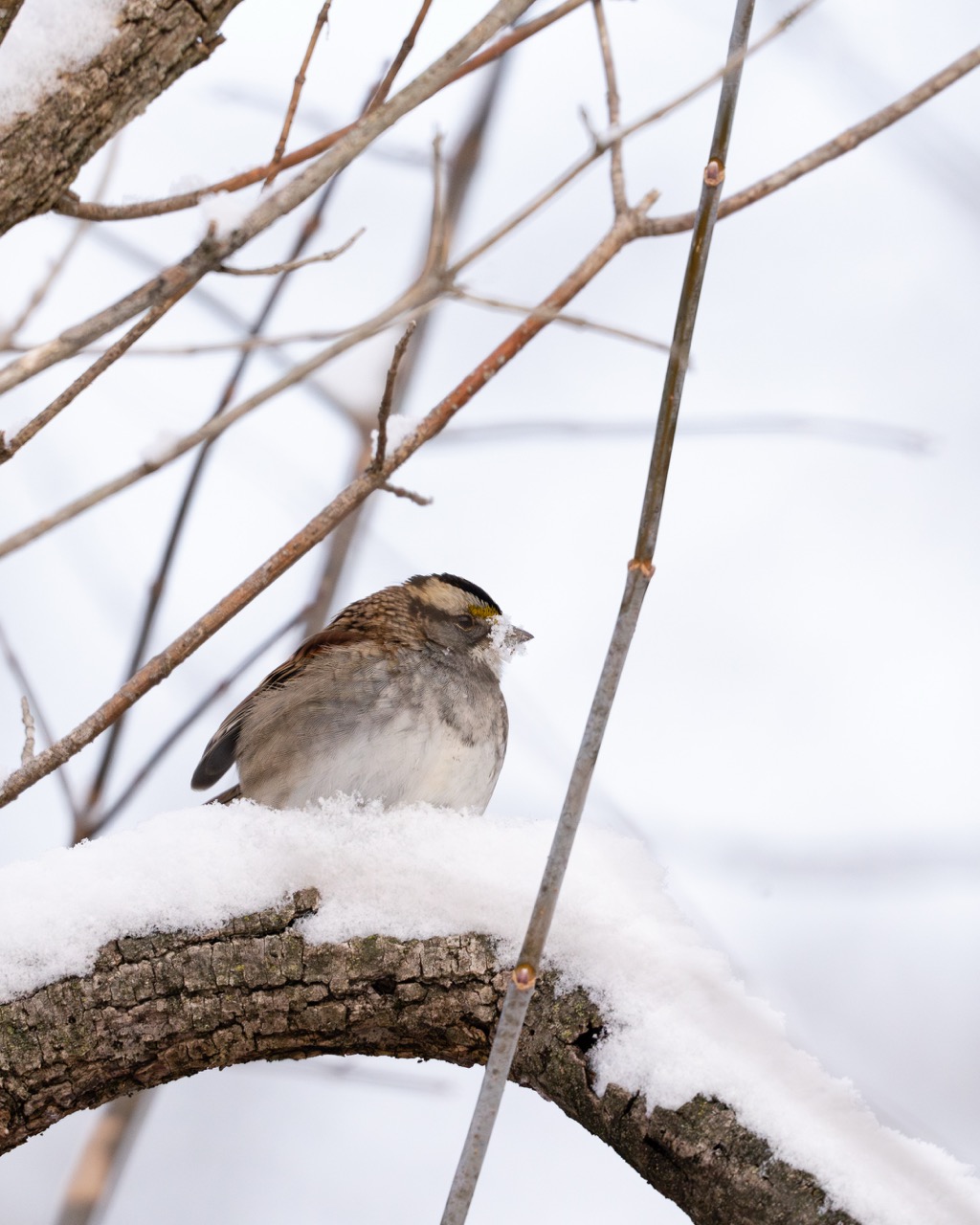 White-throated Sparrow resting on snowy branch