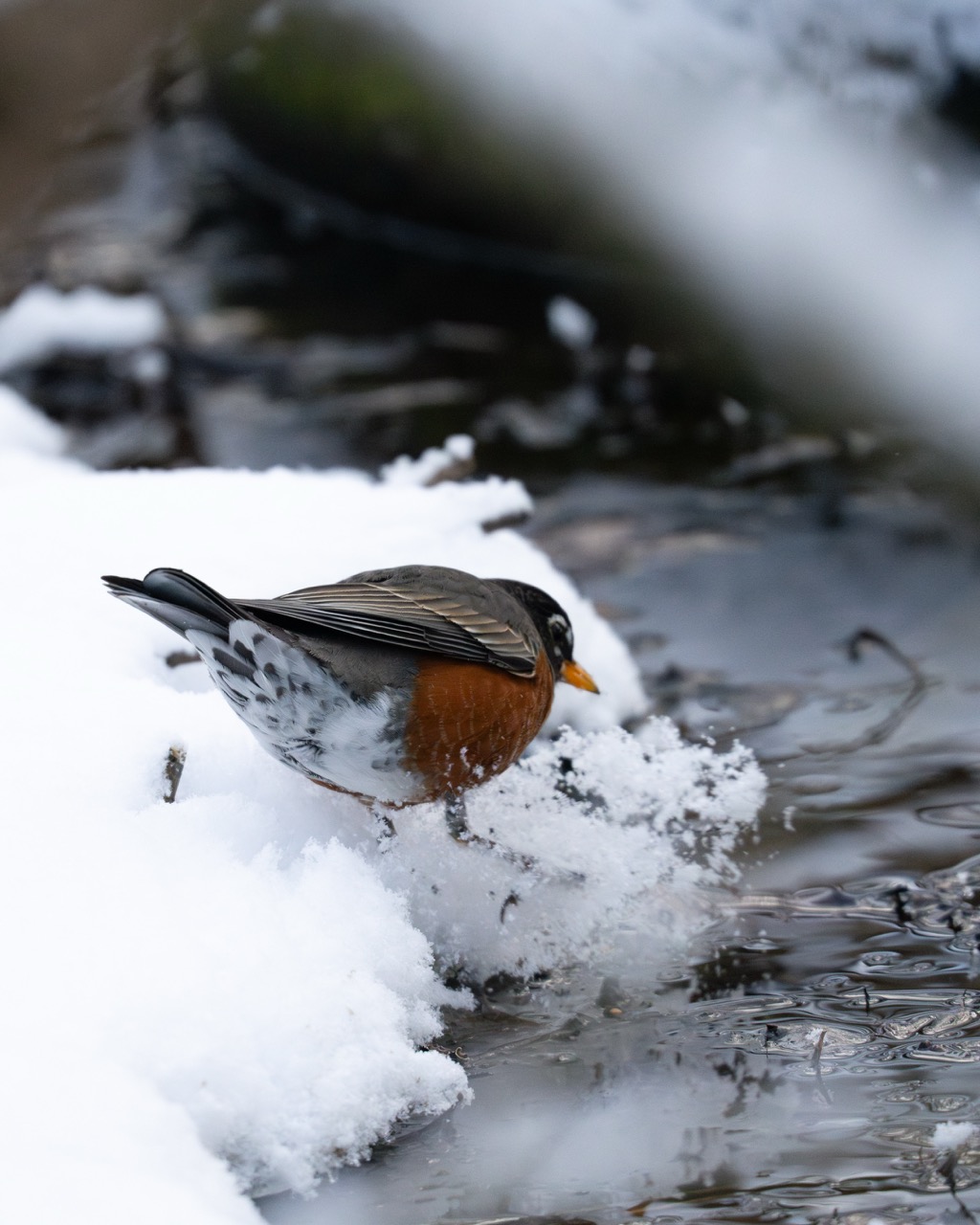 American Robin foraging in snowy stream