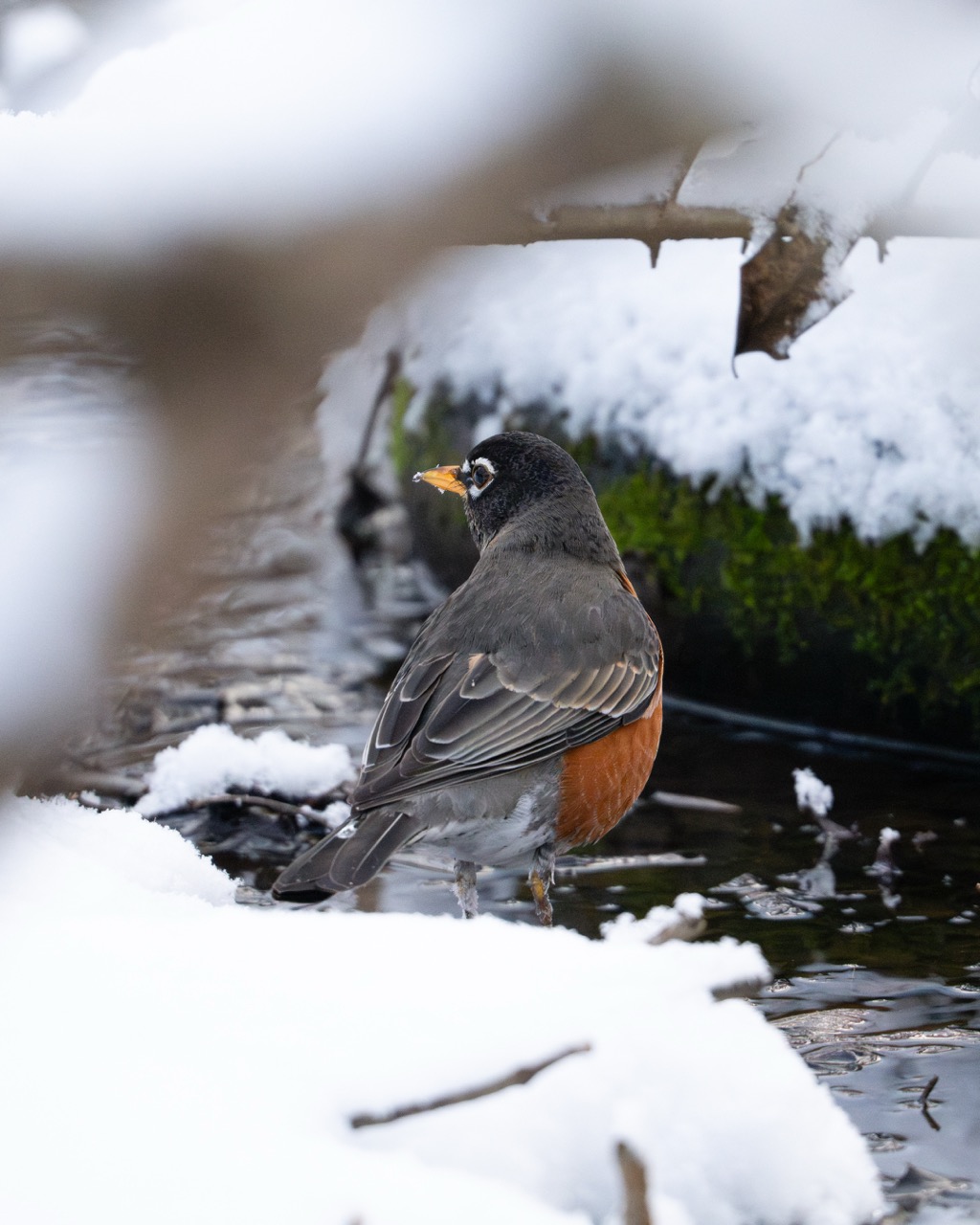 American Robin at snowy stream edge