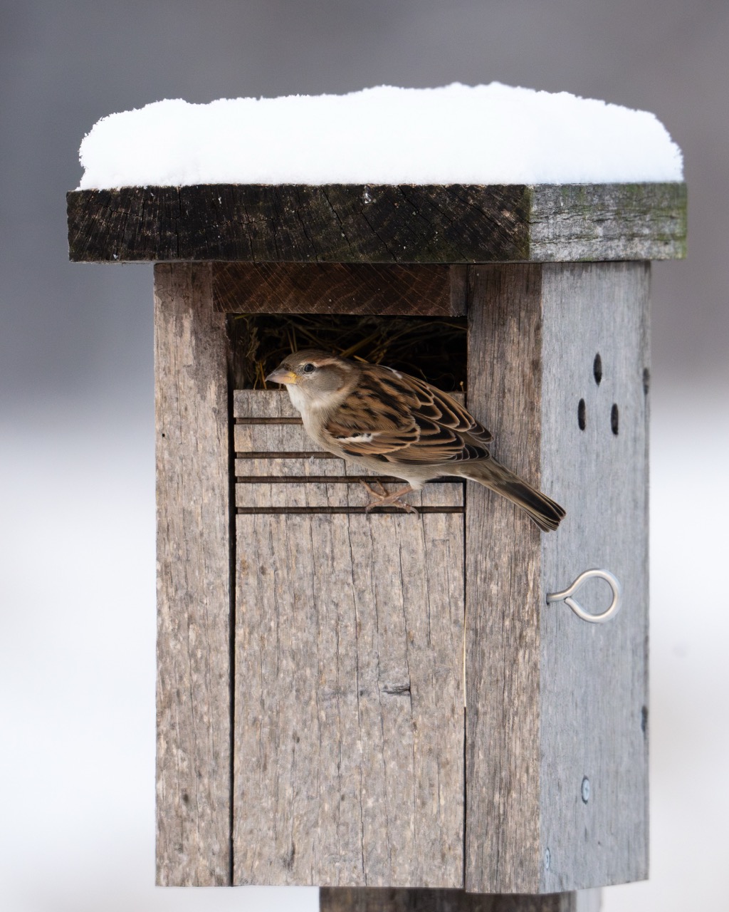 My Journey into Bird Photography