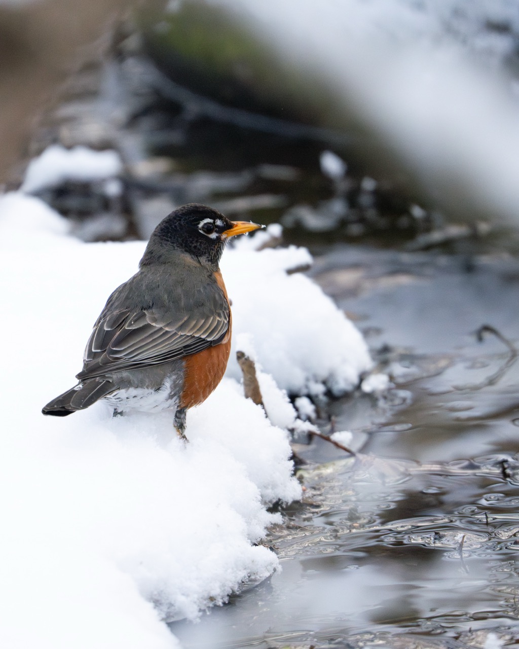 American Robin in snowy conditions